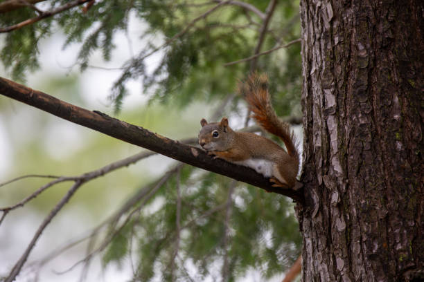 A red squirrel in a tree in an Ontario forest.