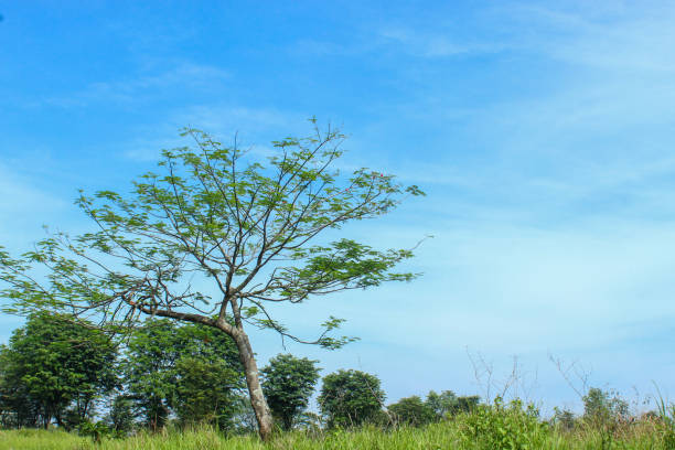 istock Trees on bright blue sky background in summer 2161820086