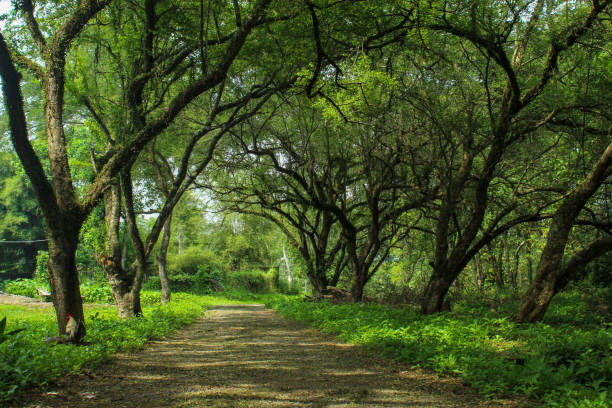 istock View of lush green trees.  green trees background 2161820269