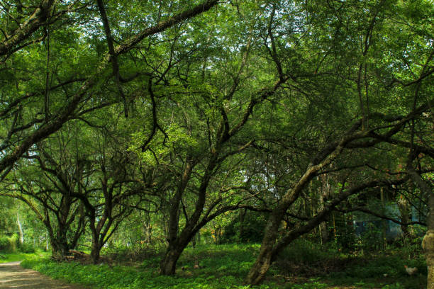 istock View of lush green trees.  green trees background 2161820325