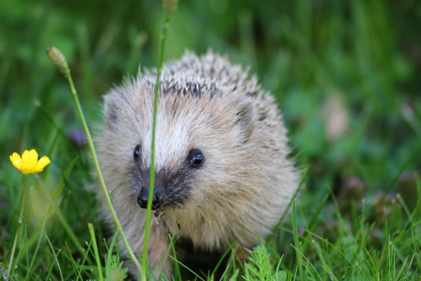 A little baby hedgehog strolling around in eskilstuna , Sweden