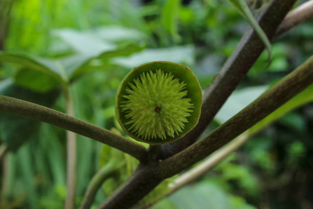 istock Close up of Amethyst fruit.  Datura metel 2161820780