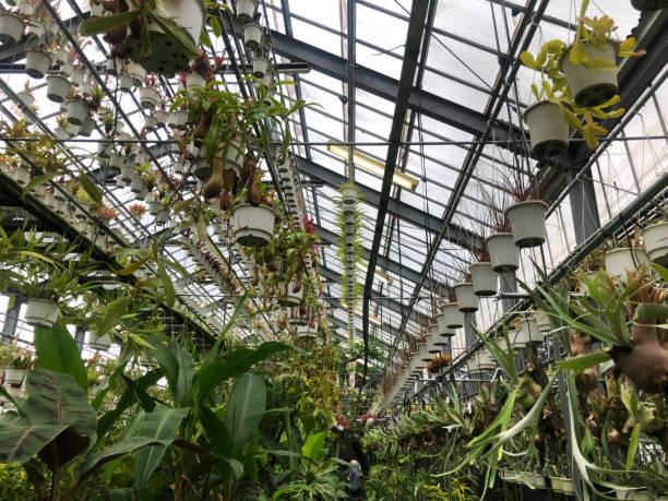 istock botanical garden for foliage plant 2161823814