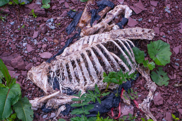 istock Skeleton of a dead animal 2161826177