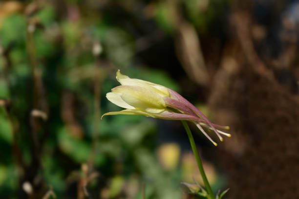Columbine yellow flower - Latin name - Aquilegia Earlybird Yellow