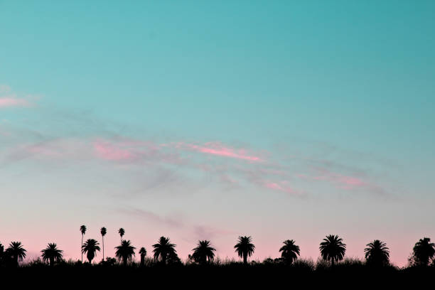 Row of different types of palm trees silhouetted against blue and pink sunset sky with copy space