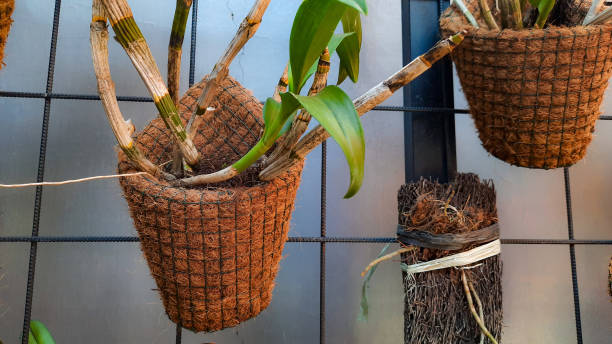 The lush greenery sprouting from rustic, coconut husk planters brings a touch of nature’s serenity to an urban setting