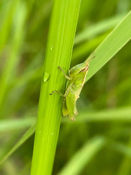 istock Macro photography grasshopper sitting on a green leaf. Common field grasshoper sitting on a green leaf macro photography in summertime. Common field grasshopper sitting on a plant in summer day close-up photo. Macro insect on a green background. 2161831698