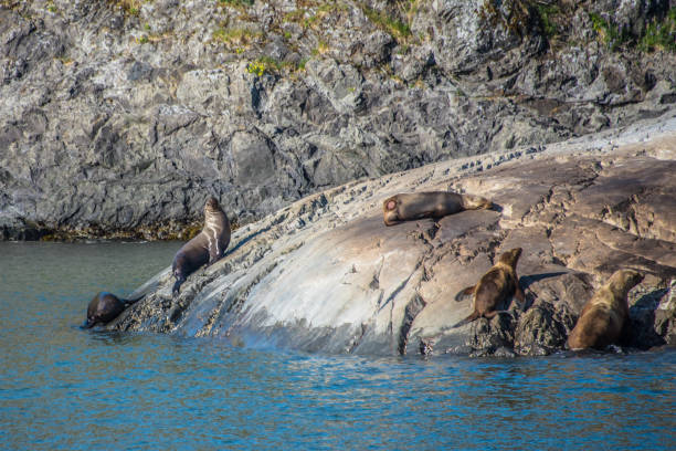 Sea lions at Yakutat Bay, Alaska, USA