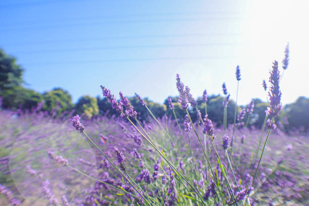 As summer approaches, lavender begins to bloom.