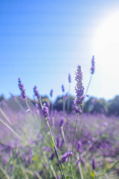 As summer approaches, lavender begins to bloom.