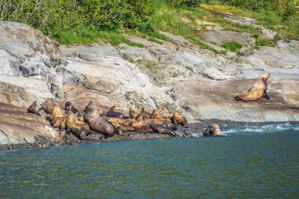 Sea lions at Yakutat Bay, Alaska, USA