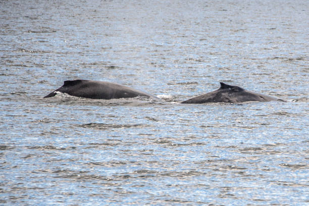 Whale watching, Juneau, Alaska