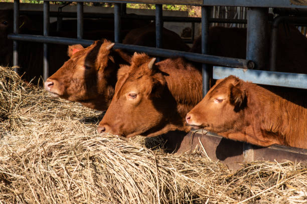 istock Korean cows in the barn 2161835706