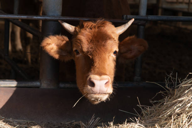 istock Korean cows in the barn 2161835729