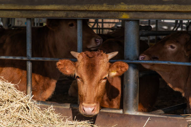 istock Korean cows in the barn 2161835741