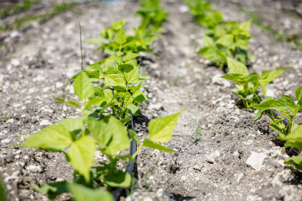 Fresh vegetable garden outdoor. Home-grown vegetable.