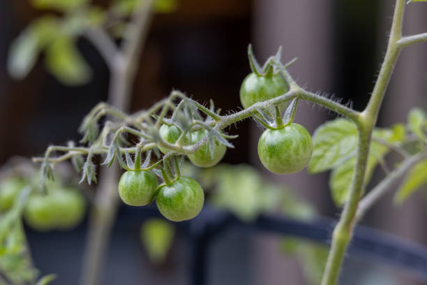 This image shows a full frame abstract texture background of green developing cherry tomato fruits on a potted tomato plant with defocused background.