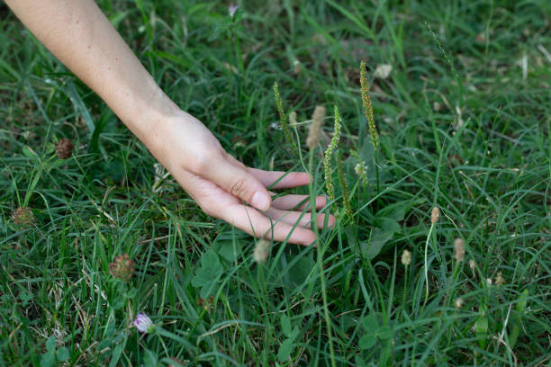 istock Woman botanist identifying wild plantain growing in grass 2161840475
