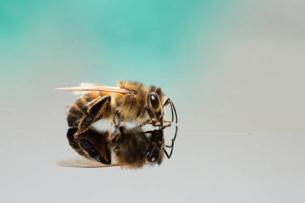honey bee on white paper