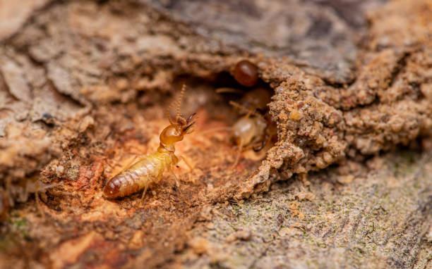 istock Termites walking in nest on forest floor 2161840563