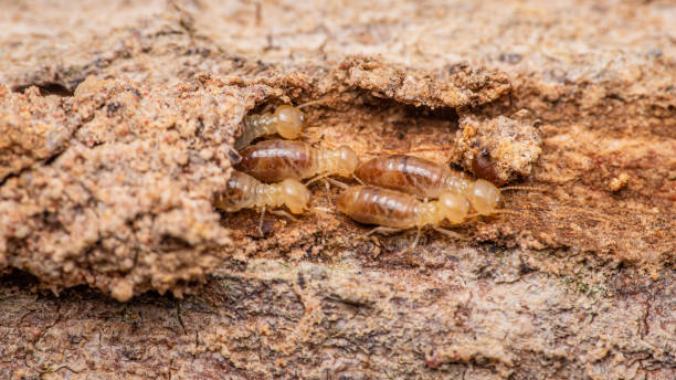 istock Termites walking in nest on forest floor 2161840566