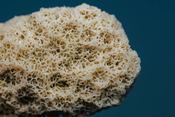 Marine Coral