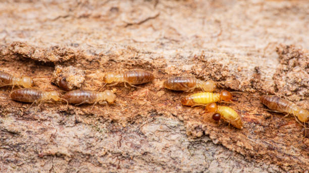 istock Termites walking in nest on forest floor 2161840614