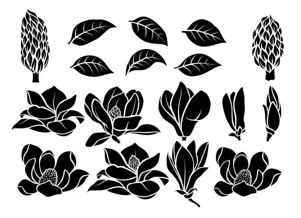 Black silhouettes Magnolia flowers set. Black silhouettes Magnolia flowers set. silhouette of a fall leaves black and white stock illustrations