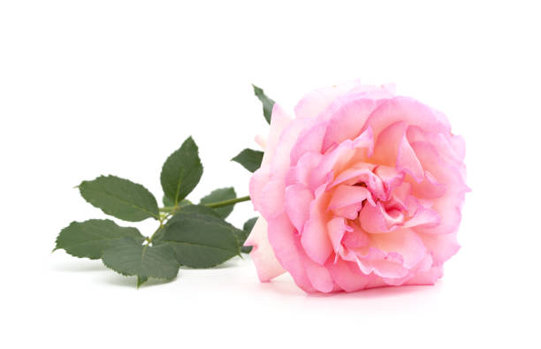 istock Beautiful pink roses. 2161843098
