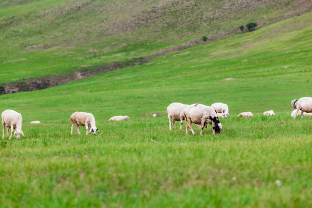 Flock of sheep at Inner Mongolia,China
