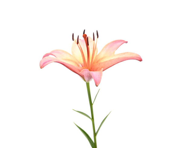 istock Beautiful orange lily. 2161843208