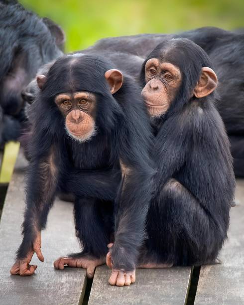 istock Two young chimpanzees sitting closely together on a wooden platform 2161843954