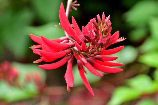 istock Erythrina x Bidwillii / Coral Tree Flower: Small, Multi-stemmed Deciduous Shrub with Scarlet-red Flowers 2161844337