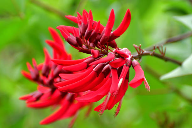 istock Erythrina x Bidwillii / Coral Tree Flower: Small, Multi-stemmed Deciduous Shrub with Scarlet-red Flowers 2161844344