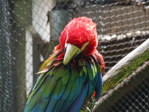 Green-winged macaw parrot. Ara chloropterus at the zoo