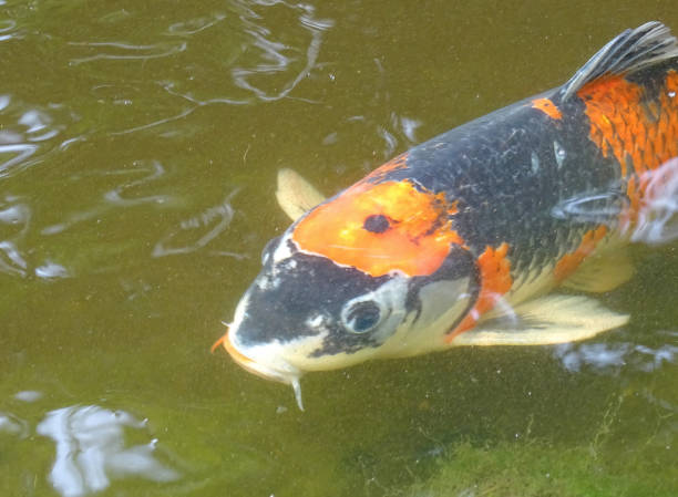 istock Koi carp fish in water in the summer 2161844476