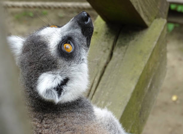 istock Lemur at the zoo during the summer 2161844506