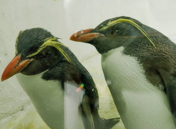 Southern rockhopper penguins (Eudyptes chrysocome) at zoo