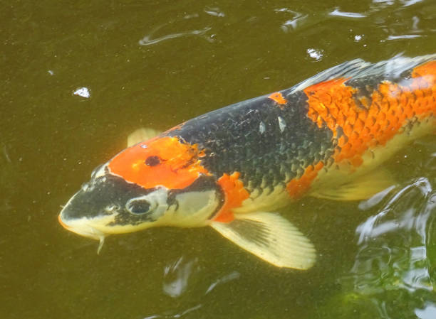 istock Koi carp fish in water in the summer 2161844514