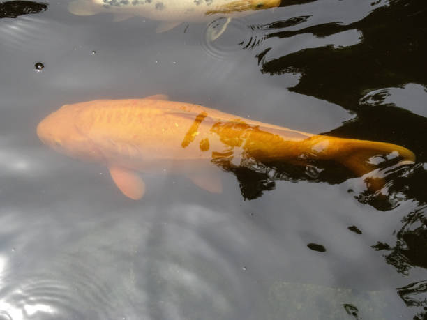 istock Koi carp fish in water in the summer 2161844518