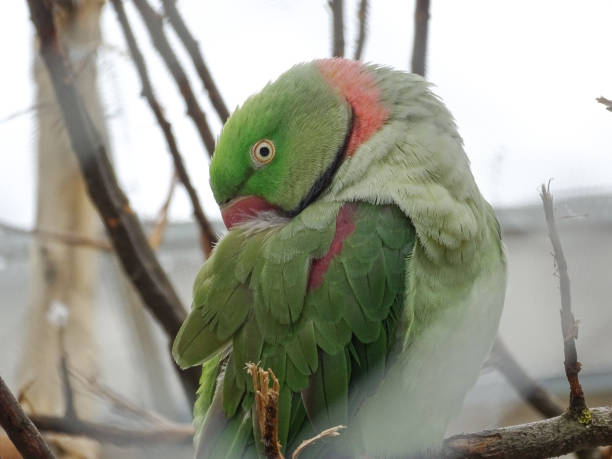 Alexandrine parakeet (Psittacula eupatria) at the zoo