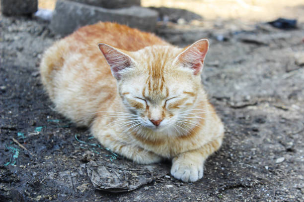 Portrait of an orange cat