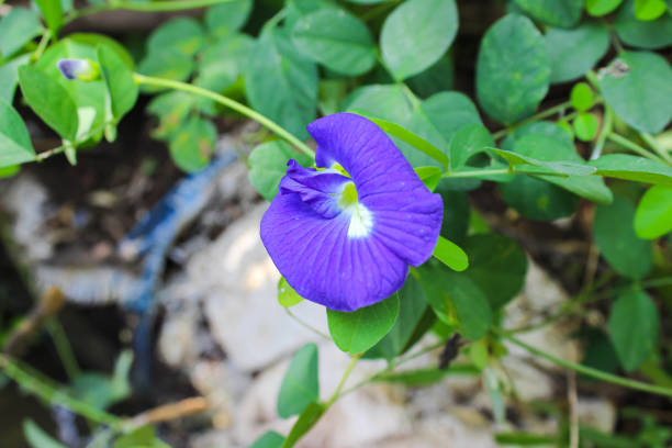 butterfly pea flower (blue pea, bluebellvine, cordofan pea, clitoria ternatea) with green leaves