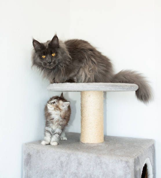 istock a cat with a maine coon kitten 2161846091