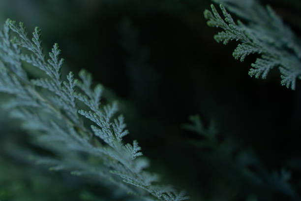 istock Green Christmas texture natural background. The evergreen coniferous tree Thuja 2161846638