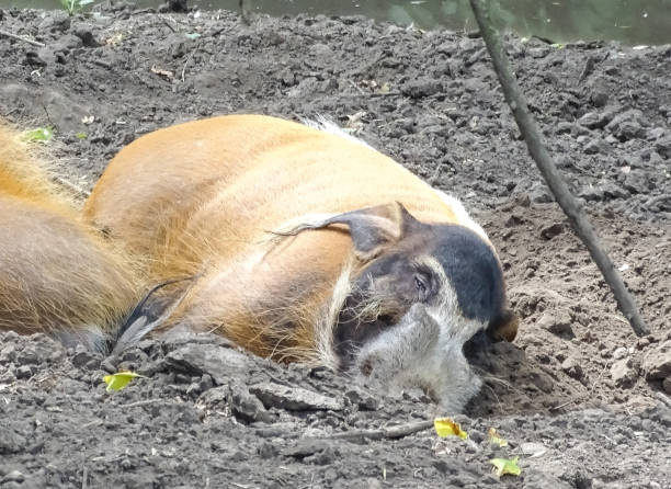 A Red river hog rests during the summer. Potamochoerus porcus