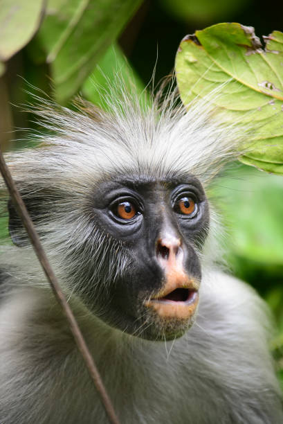 istock Zanzibar red colobus or Procolobus kirkii 2161848407