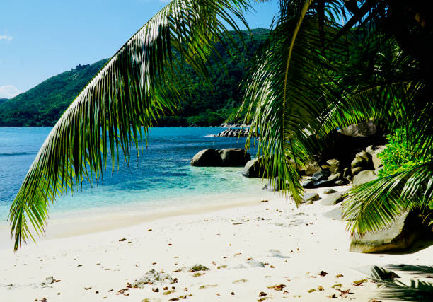 With overhanging palm tree and turquoise water