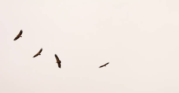 istock Gyps fulvus flying in Cuenca region, Spain 2161849484